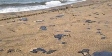 Tabasco y Veracruz luchan contra derrame de petróleo.