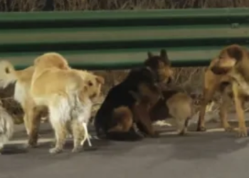 Siete perros escapan tras ser secuestrados y regresan solos a casa.