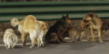 Siete perros escapan tras ser secuestrados y regresan solos a casa.