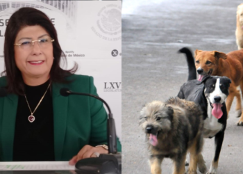 Exalcaldesa de Tecámac ordenó matar a 10 mil perros (VIDEO).
