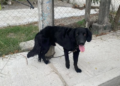 “Negrito”es asfixiado en la calle, su dueño llora al verlo muerto.