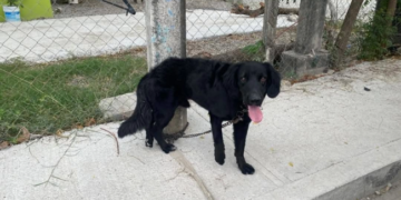 “Negrito”es asfixiado en la calle, su dueño llora al verlo muerto.