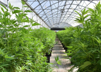 Aseguran invernadero con plantas de marihuana en Sonora.