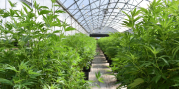 Aseguran invernadero con plantas de marihuana en Sonora.