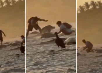 Captan saqueo de huevos de tortuga en santuario de Oaxaca.