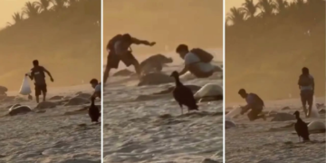 Captan saqueo de huevos de tortuga en santuario de Oaxaca.