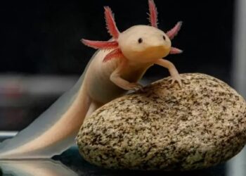 El sorprendente hallazgo de un ajolote mexicano bajo un puente en Gales