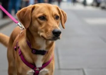 El perro Caramelo es reconocido como raza mexicana