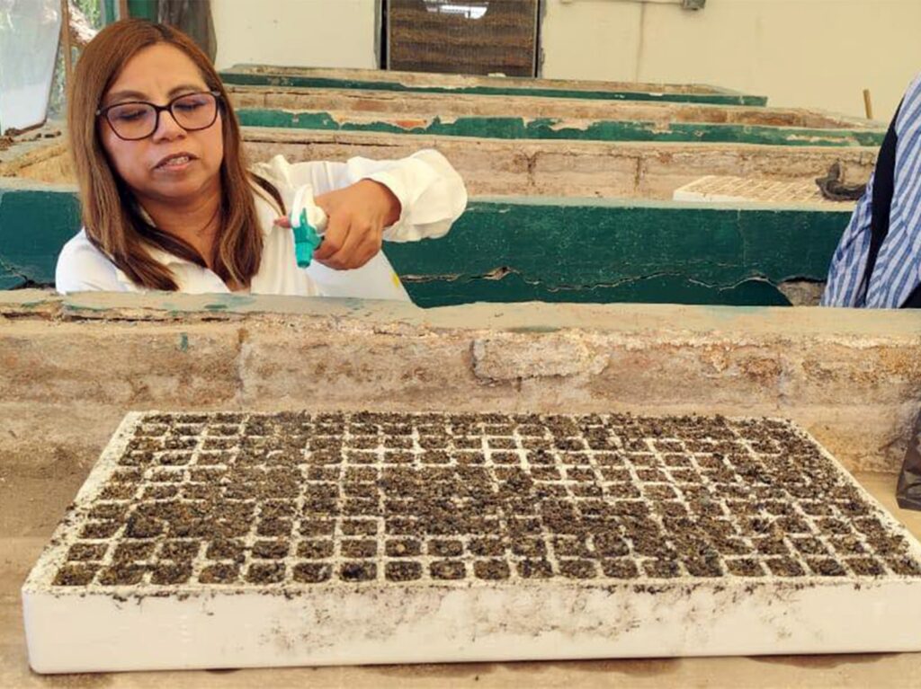 El Instituto Tecnológico Superior de Huichapan (ITESHU), en coordinación con el Centro de Bachillerato Tecnológico Agropecuario (CBTA) No. 179 de Alfajayucan, desarrolla proyectos de investigación científica enfocados en la adaptación de cultivos a las condiciones del entorno regional, con el objetivo de fortalecer la colaboración académica y contribuir al desarrollo sostenible de la región.  Esta vinculación impulsa trabajos en áreas como agricultura, soberanía alimentaria, conservación de especies y manejo de recursos hídricos, en atención a necesidades del contexto local.  Desarrollan ITESHU y CBTA 179 proyectos para mejorar cultivos en el Valle del Mezquital  Como parte de estas acciones, se realizan estudios en cultivos como maguey, lombricomposta y pitahaya. En este último caso, se analizan variedades como pitahaya amarilla (Hylocereus megalanthus), roja de pulpa blanca (Hylocereus undatus) y roja de pulpa roja o magenta (Hylocereus costaricensis), con el fin de evaluar su comportamiento en condiciones climáticas distintas a su origen y determinar su viabilidad productiva en la región.  Asimismo, se implementó una plataforma experimental para el estudio de cultivos microregionales, que permite generar evidencia sobre la adaptación de especies no nativas e identificar alternativas sostenibles para la producción de alimentos.  Desarrollan ITESHU y CBTA 179 proyectos para mejorar cultivos en el Valle del Mezquital  Las actividades se desarrollan en el CBTA No. 179, donde docentes investigadores del ITESHU impulsan proyectos de investigación aplicada con la participación de estudiantes y profesores de educación media superior, lo que fortalece sus competencias académicas y el trabajo colaborativo entre instituciones.  Nota relacionada: Conalep Hidalgo fortalece vinculación con sector empresarial  A través de estas acciones, el Instituto Tecnológico Superior de Huichapan refrenda su compromiso con la generación de conocimiento y el desarrollo sostenible en la región, en concordancia con las políticas educativas del gobernador Julio Menchaca Salazar y del secretario de Educación Pública de Hidalgo, Natividad Castrejón Valdez.  Desarrollan ITESHU y CBTA 179 proyectos para mejorar cultivos en el Valle del Mezquital