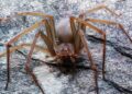 Temporada de araña violinista; lluvia y calor favorecen su aparición en hogares