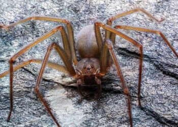 Temporada de araña violinista; lluvia y calor favorecen su aparición en hogares