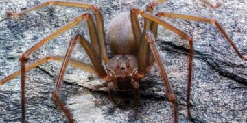 Temporada de araña violinista; lluvia y calor favorecen su aparición en hogares