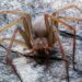 Temporada de araña violinista; lluvia y calor favorecen su aparición en hogares