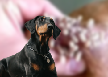 Gusano barrenador infecta a perro doberman en la CDMX.