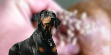Gusano barrenador infecta a perro doberman en la CDMX.