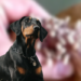 Gusano barrenador infecta a perro doberman en la CDMX.