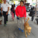 Escuela mexicana pionera de perros guía enfrenta el cierre.