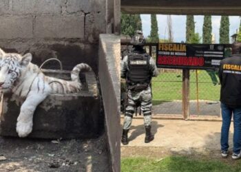 Rescatan león, tigre blanco y pumas durante cateo en Chalco.