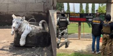 Rescatan león, tigre blanco y pumas durante cateo en Chalco.