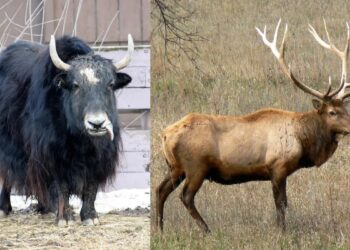 ¡Alerta en León! Gusano barrenador infecta animales dentro del zoológico