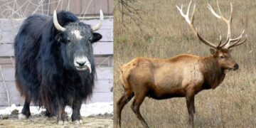 ¡Alerta en León! Gusano barrenador infecta animales dentro del zoológico