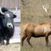 ¡Alerta en León! Gusano barrenador infecta animales dentro del zoológico