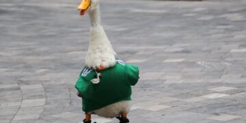 Con playera del Tri y tenis puestos: Merlín roba reflectores y corazones en el Mundial