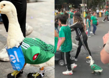 “Merlín”, pato mundialista que conquistó las redes en la fiesta del Tri
