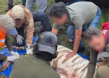 Muere Kenzo, el tigre de Bengala que escapó en Tepetlaoxtoc.