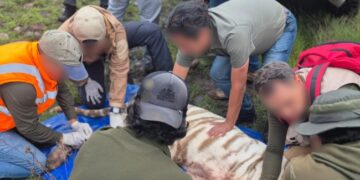 Muere Kenzo, el tigre de Bengala que escapó en Tepetlaoxtoc.