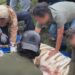 Muere Kenzo, el tigre de Bengala que escapó en Tepetlaoxtoc.