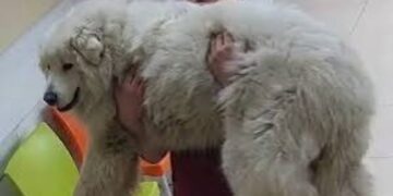 Indignación por la muerte de Rocky; activistas piden castigo.