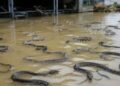 ¡Viral! Inundaciones liberan 900 serpientes en China (VIDEO).