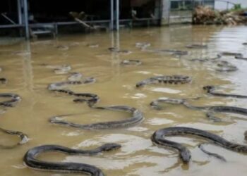¡Viral! Inundaciones liberan 900 serpientes en China (VIDEO).