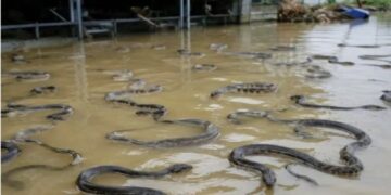 ¡Viral! Inundaciones liberan 900 serpientes en China (VIDEO).