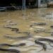 ¡Viral! Inundaciones liberan 900 serpientes en China (VIDEO).