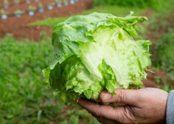 Brote masivo en EU: Lechuga del centro de México contagia a más de mil 600 personas