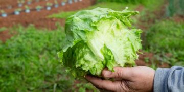 Brote masivo en EU: Lechuga del centro de México contagia a más de mil 600 personas