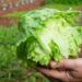 Brote masivo en EU: Lechuga del centro de México contagia a más de mil 600 personas