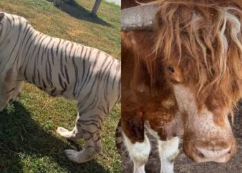 Decomisan 135 animales exóticos durante operativo en Tamaulipas.
