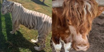 Decomisan 135 animales exóticos durante operativo en Tamaulipas.
