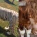 Decomisan 135 animales exóticos durante operativo en Tamaulipas.
