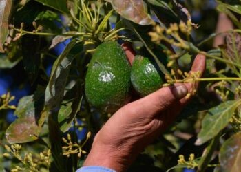 Aguacate mexicano enfrenta nuevo bloqueo temporal del USDA.