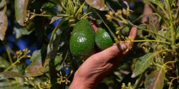 Aguacate mexicano enfrenta nuevo bloqueo temporal del USDA.
