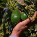 Aguacate mexicano enfrenta nuevo bloqueo temporal del USDA.
