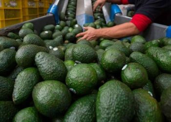 Aguacate mexicano: Acuerdo con EU reactiva el envío de 9 mil toneladas