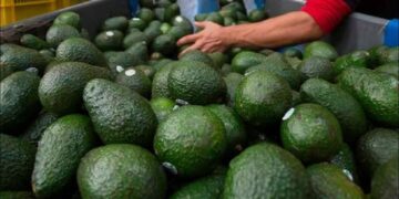 Aguacate mexicano: Acuerdo con EU reactiva el envío de 9 mil toneladas