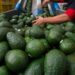 Aguacate mexicano: Acuerdo con EU reactiva el envío de 9 mil toneladas