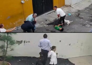 Perros fuera de control: dos feroces ataques encienden las alarmas en CDMX