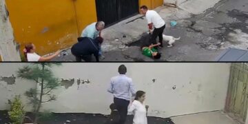 Perros fuera de control: dos feroces ataques encienden las alarmas en CDMX